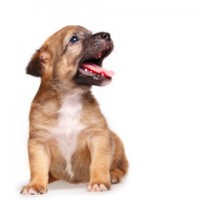 PUPPY