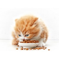 ALIMENTAÇÃO